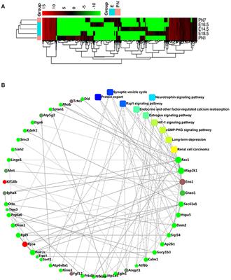 RNA-Sequencing Analyses Demonstrate the Involvement of Canonical Transient Receptor Potential Channels in Rat Tooth Germ Development